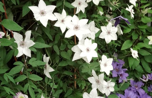 Clematis florida, paradisklematis Paradisklematis 'Pistachio'