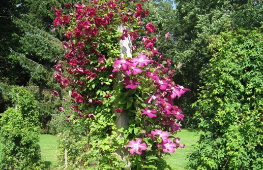 Clematis Viticella-Gruppen 'Queen Mother'