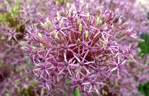 Allium 'Firmament', blomma