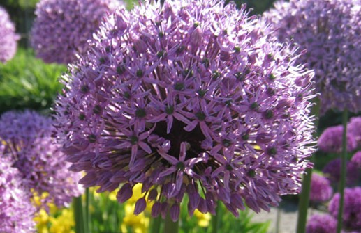 Allium 'Gladiator', blomma