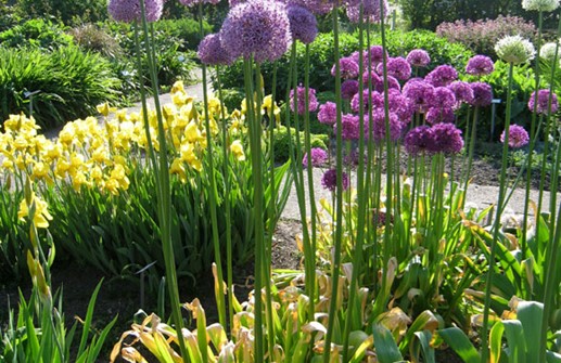 Allium 'Gladiator' i plantering