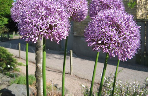 Allium 'Gladiator'