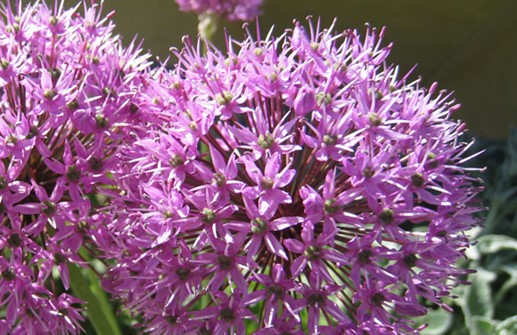 Allium 'Globemaster', blomma