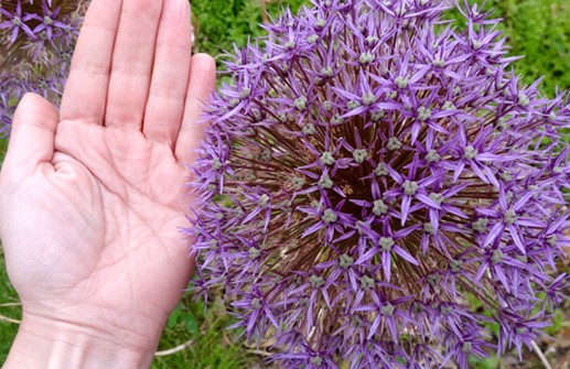 Allium 'Globemaster', blomma