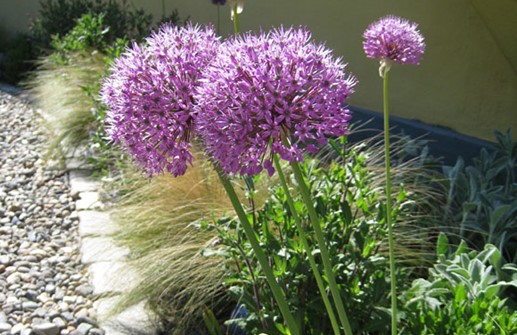 Allium 'Globemaster' i plantering