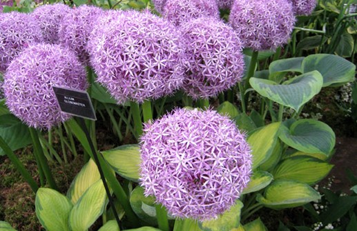 Allium 'Globemaster' i plantering