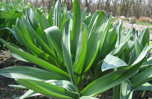 Allium 'Mount Blanc', bladverk