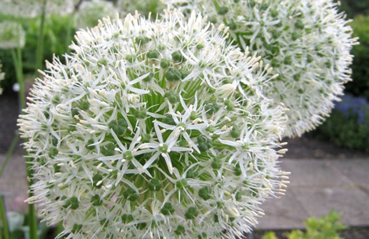 Allium 'Mount Blanc', blomma