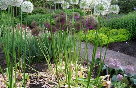 Allium 'Mount Blanc'