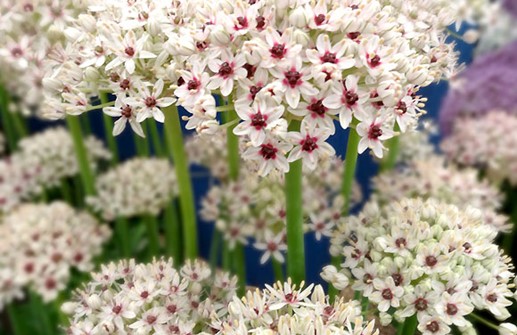 Allium 'Silver Spring', blomma