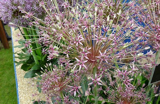 Allium 'Spider', blomma