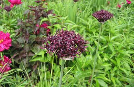 Allium atropurpureum, vinlök