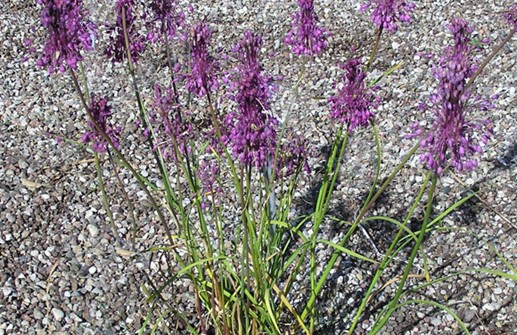 Allium carinatum ssp. pulchellum, dropplök