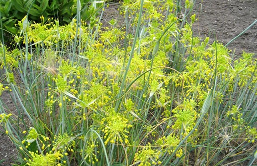 Allium flavum, dagglök