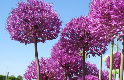 Purpurlök 'Purple Sensation', blommor
