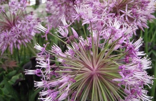 Bukettlök, blomma