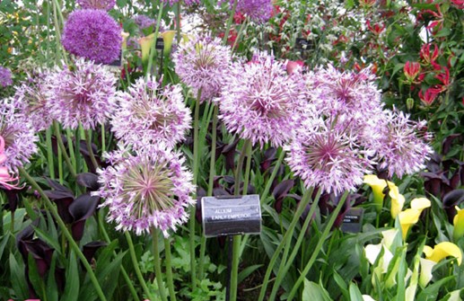 Allium jesdianum 'Early Emperor', bukettlök