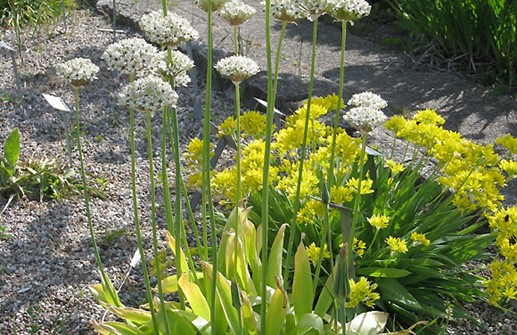 Allium nigrum, svartlök