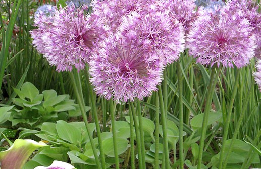 Allium rosenbachianum, snittblomslök