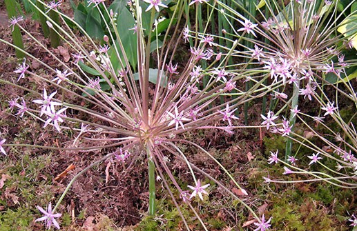 Fyrverkerilök, blomma