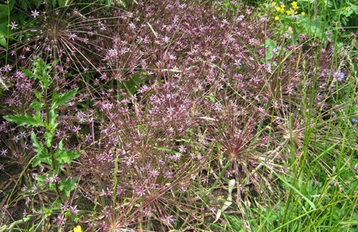 Allium schubertii, fyrverkerilök