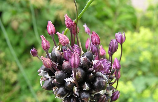 Skogslök, blomma och bulbiller