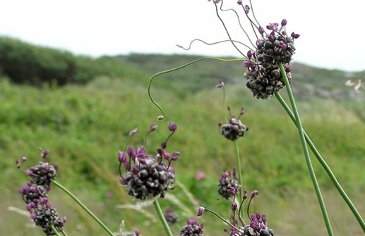 Allium scorodoprasum, skogslök alt. kajp