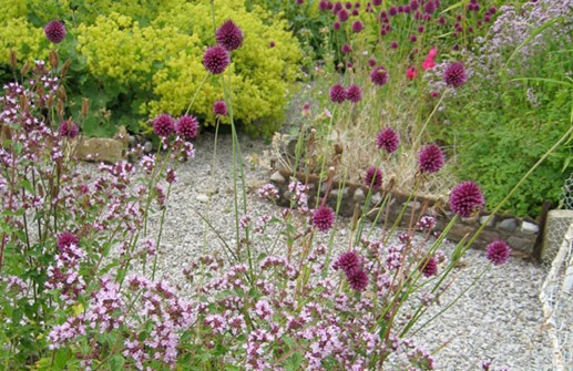 Allium sphaerocephalon, klotlök