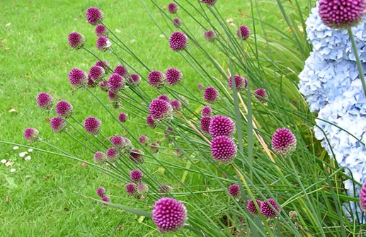 Allium sphaerocephalon, klotlök