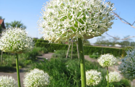 Skägglök 'Mount Everest', blomma