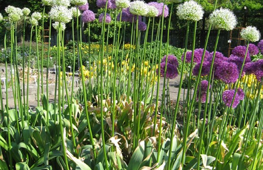 Allium stipitatum 'Mount Everest', skägglök