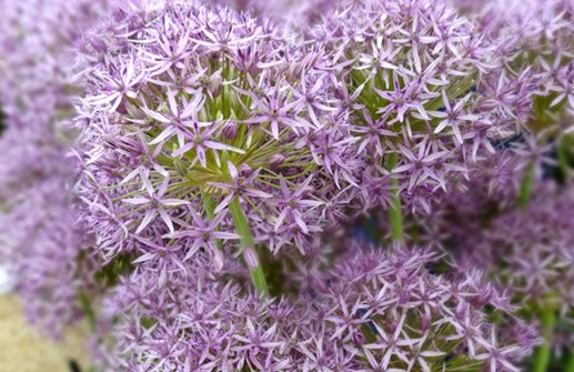 Allium stipitatum 'Violet Beauty', skägglök