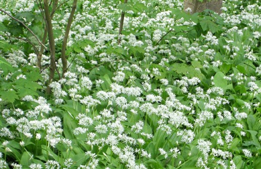 Allium ursinum, ramslök