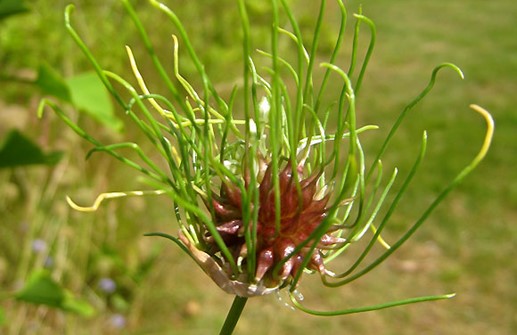 Sandlök, blomma och bulbiller