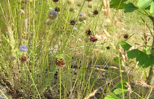 Allium vineale, sandlök