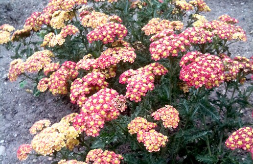 Röllika 'Summer Fruits'