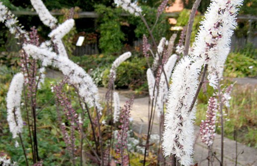 Höstsilverax 'Atropurpurea', blomma