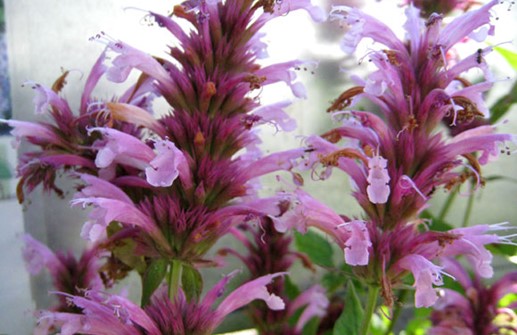 Agastache 'Cotton Candy', blomma