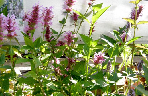 Agastache 'Cotton Candy'