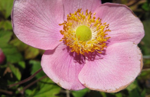 Höstanemon 'Splendens', blomma