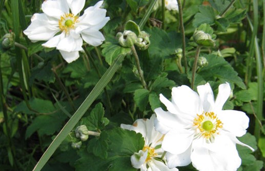 Stor höstanemon 'Whirlwind', blomma