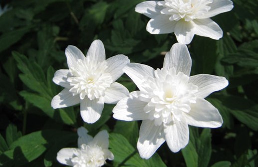 Vitsippa 'Vestal', blomma