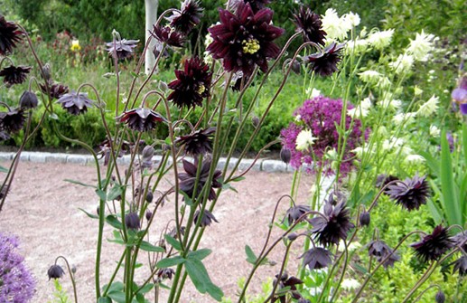 Stjärnakleja 'Black Barlow', blomma