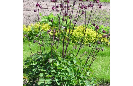 Stjärnakleja 'Black Barlow'