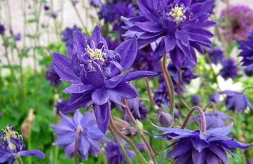 Stjärnakleja 'Blue Barlow', blomma