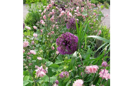 Stjärnakleja 'Rosa Barlow'