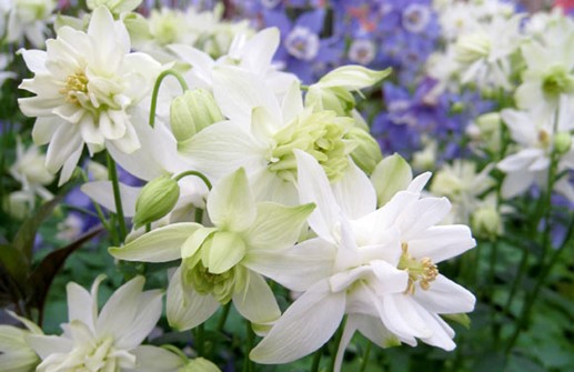 Akleja 'Clementine White', blomma