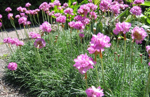 Trift 'Ardens', blomma