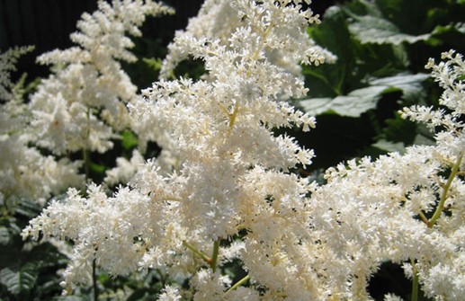 Astilbe 'Brautschleier', blomplym