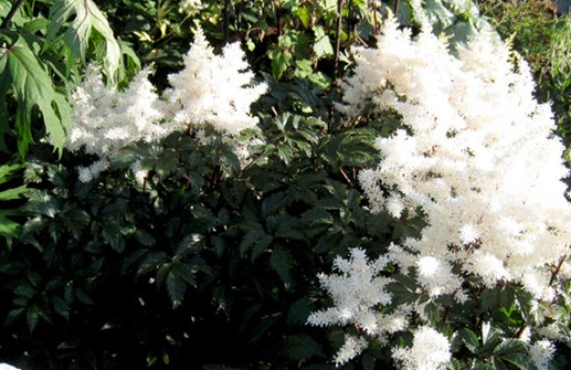 Astilbe 'Rock and Roll'